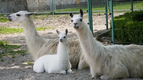 Llama (Lama glama) Video stock 221360008