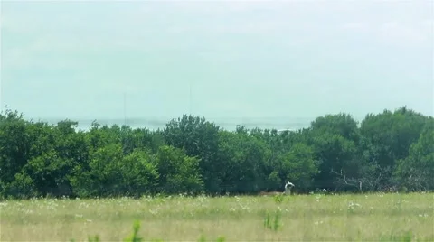 Llama laying in a field Video stock 40343948