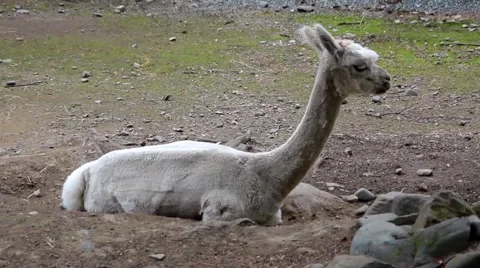 Llama Laying Stock Footage 48632107