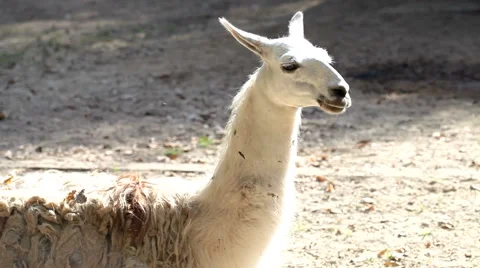 Llama laying on the ground Stock Footage 55455914