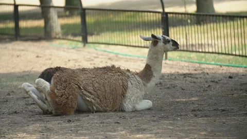 Llama lies in the shade Stock-Footage 117164805
