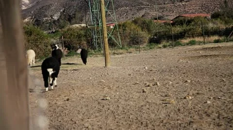 Llama in the light Vídeo Stock 10901494