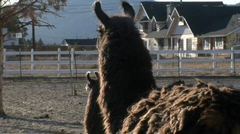Llama look Video stock 566554