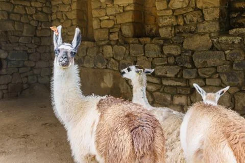 Llama looking at the camera Stock Photos