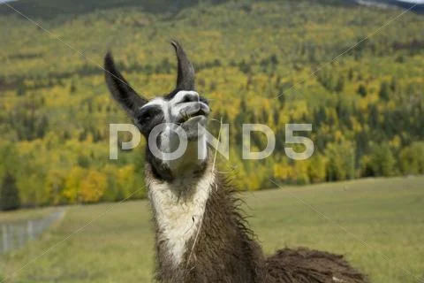 Llama looking up Stock Photos