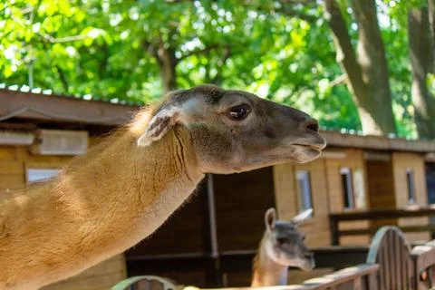 The llama looks into the camera. Stock Photos
