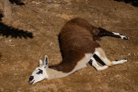 Llama lying down inside zoo enclosure Stock Photos