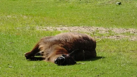 Llama lying on grass enjoying the sun in a pasture during a sunny day Stock Footage 337464604