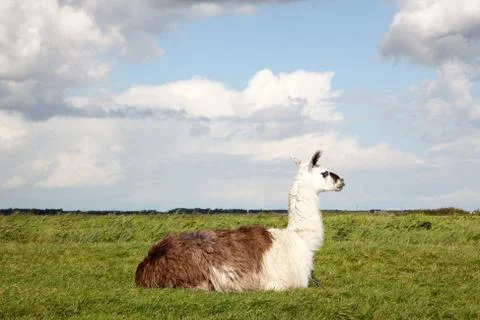 A llama lying in the grass Stock Photos
