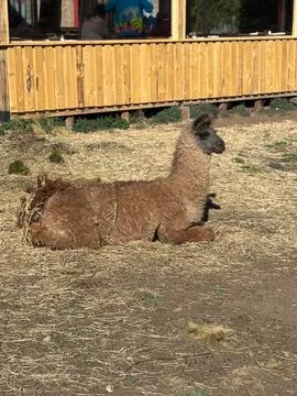 Llama lying on straw Stock Photos