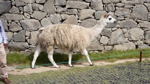 Llama at Machu Picchu Stock Footage 152516088