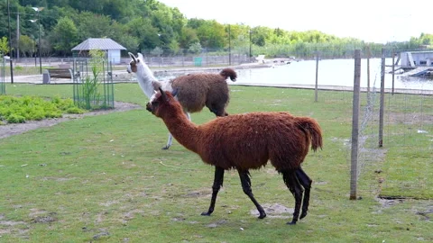 Llama in the Meadow Stock Footage 293222602