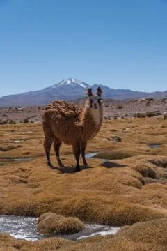 Llama on meadow Stock Photos
