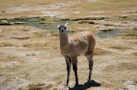 Llama on meadow Stock Photos