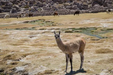 Llama on meadow Stock Photos
