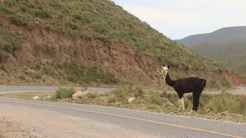  llama, native animal of the Andes, on the road 스톡 동영상 123799732