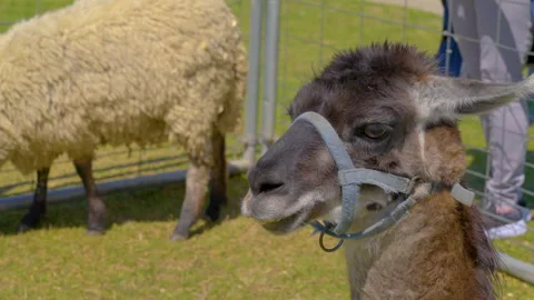 Llama not drunk. Llama living best life. Stock Footage 243537594