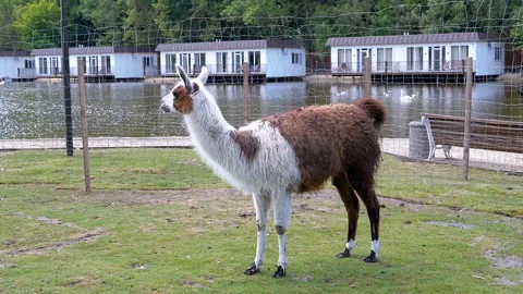 Llama Observing Swans on Lake Stock-Footage 293220830