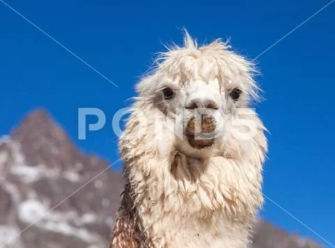 Llama or lama, one animal head portrait Stock Photos