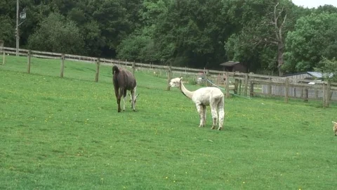 Llama in paddock Video stock 76261307