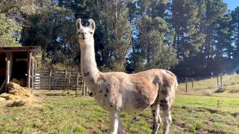 Llama in paddock Stock Footage 272559639