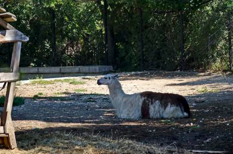 A llama with a pattern of brown and white fur rests in the farmyard Foto stock
