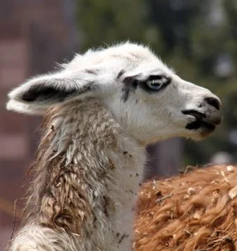 Llama Stock Photos