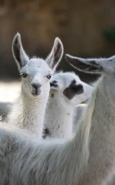 Llama Stock Photos