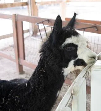 Llama Stock Photos