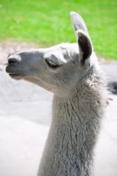 Llama Stock Photos