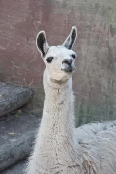 Llama Stock Photos