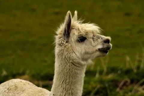 Llama Stock Photos