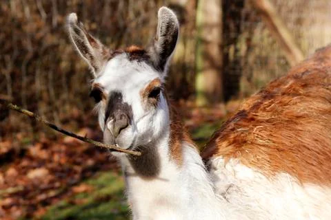 Llama Stock Photos