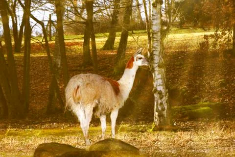 Llama Фото