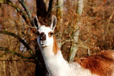 Llama Stock Photos