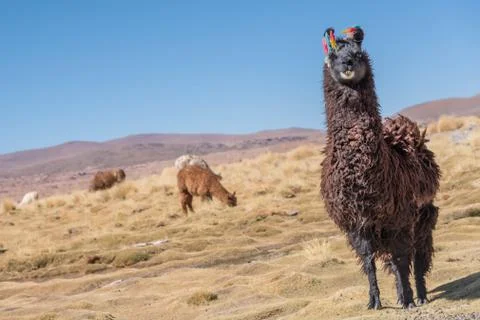 Llama Stock Photos