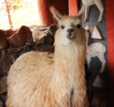 Llama Stock Photos