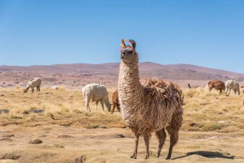 Llama Stock Photos