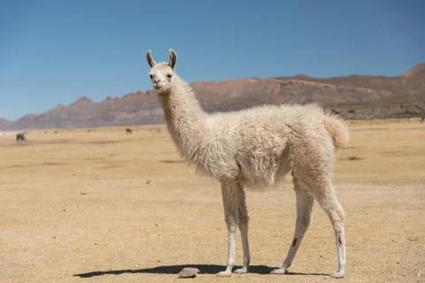Llama Stock Photos