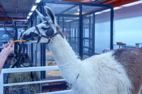 Llama Stock Photos