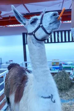 Llama Foto stock