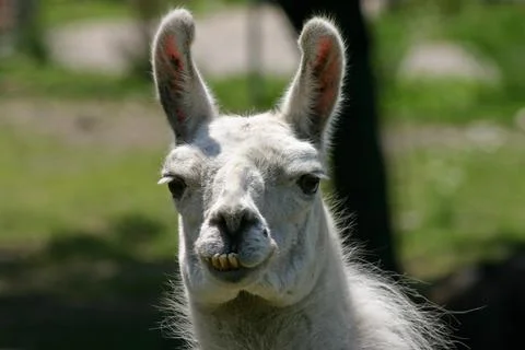 Llama Stock Photos