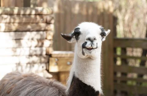Llama Stock Photos