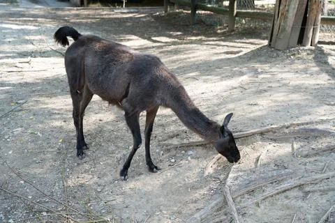 Llama Stock Photos