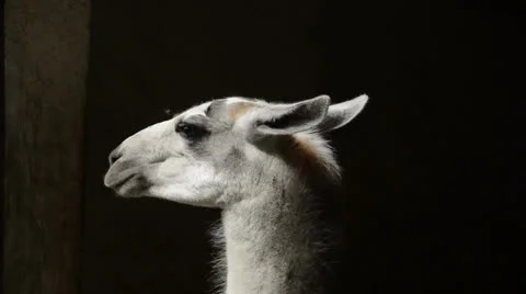 Llama portrait in front of black background Stock Footage 23625647