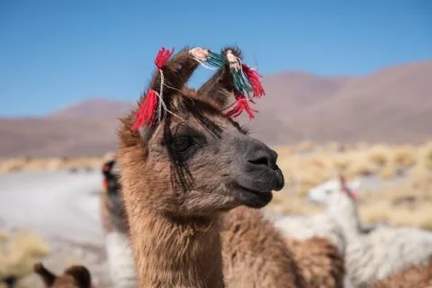 Llama Portrait Stock Photos