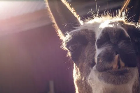 Llama Portrait Using Lens Whacking Technique Stock Photos