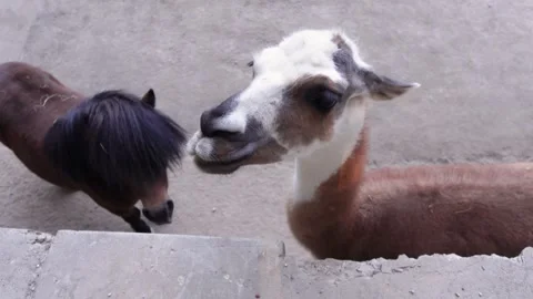 Llama reaching up for a carrot snack Stock Footage 318310177