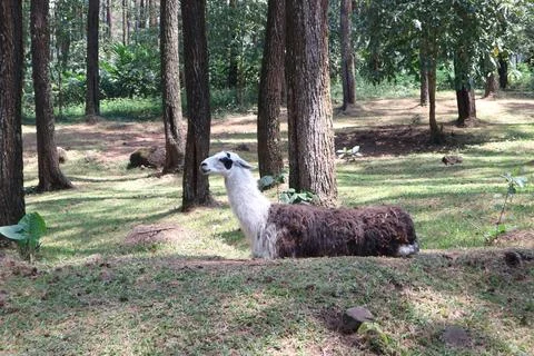 Llama is relaxing under the tree Stockfoto's