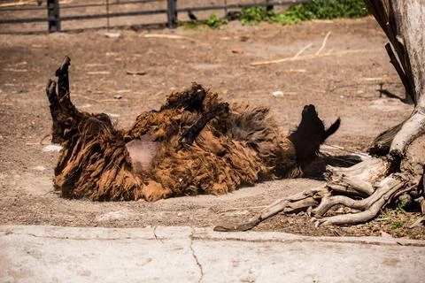 Llama resting on ground, surrounded by trees and fence Stock Photos